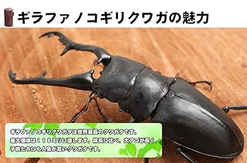 【超特大】野外採集品　ギラファノコギリクワガタ3頭セット　昆虫標本 ギラファノコギリクワガタ標本83㍉野外品 - メルカリ